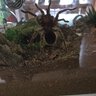 AdamArachnid