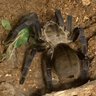 Tarantulasora