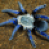 cobalt99