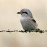 Shrike