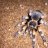 Artemis Brachypelma