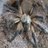 Keepingupwiththespiders