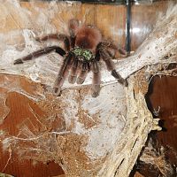 Grammostola Pulchra