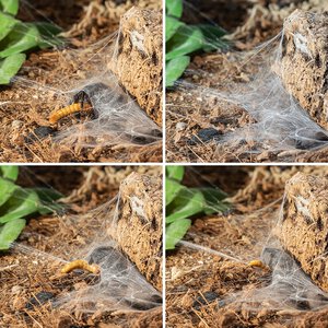 Sydney Funnel-Web Spider