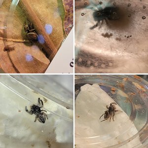 katamari's jumping spiders