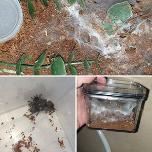 Monocentropus Balfouri communal