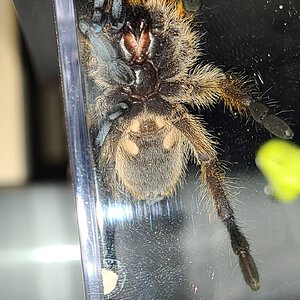 2" H Pulchripes