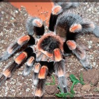 Brachypelma smithi