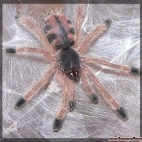 Avicularia avicularia