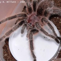 Grammostola rosea