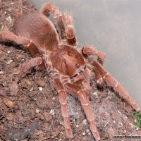 Citharischius crawshayi