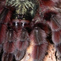 Avicularia versicolor