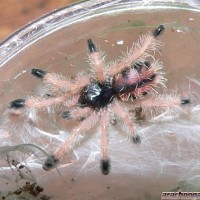 Avicularia avicularia