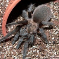 Aphonopelma hentzi