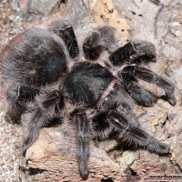 Brachypelma albopilosum - Adult Female