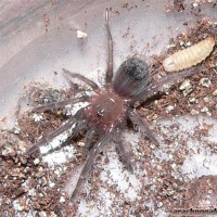 Brachypelma albopilosum