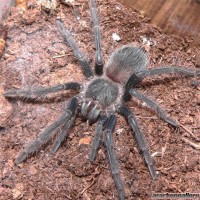 Lasiodora parahybana