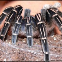 Aphonopelma seemani - Adult Female