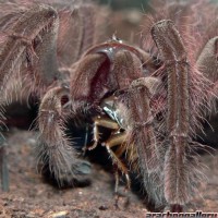 Theraphosa blondi