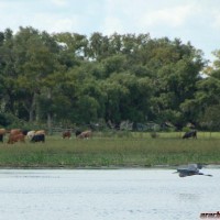 Blue Heron