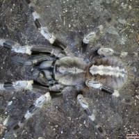 Poecilotheria miranda