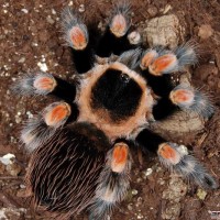 Brachypelma smithi