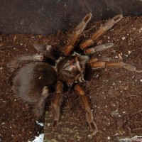 Pamphobeteus ultramarinus