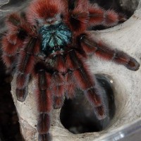 Avicularia versicolor