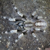 Poecilotheria miranda