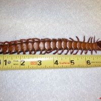 Scolopendra subspinipes