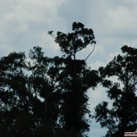 Find the Bald Eagles nest