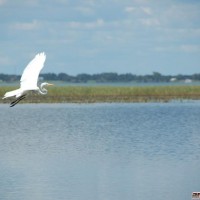 Egret