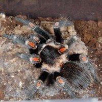 Brachypelma auratum