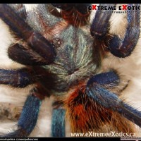 Chromatopelma cyaneopubescens