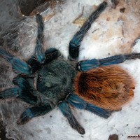 Chromatopelma cyaneopubescens