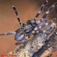 Poecilotheria smithi