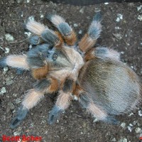 Aphonopelma moderatum