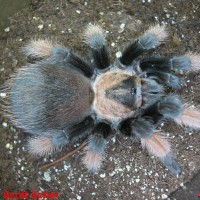 Brachypelma emilia