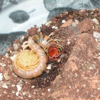 Scolopendra polymorpha