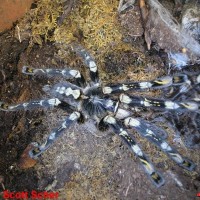 Poecilotheria subfusca