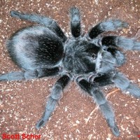 Grammostola pulchra