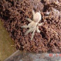 Haplopelma lividum