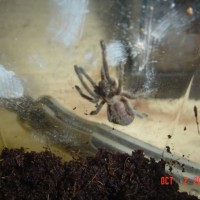 Haplopelma lividum