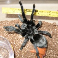 Grammostola pulchra