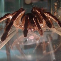 Theraphosa Blondi