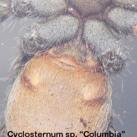 Cyclosternum sp. "Columbia"