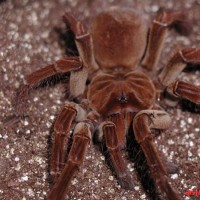 Theraphosa blondi