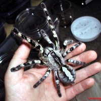 Poecilotheria regalis