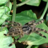 Poecilotheria subfusca