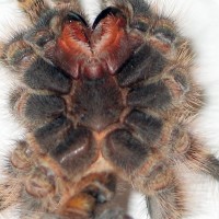 Grammostola Aureostriata